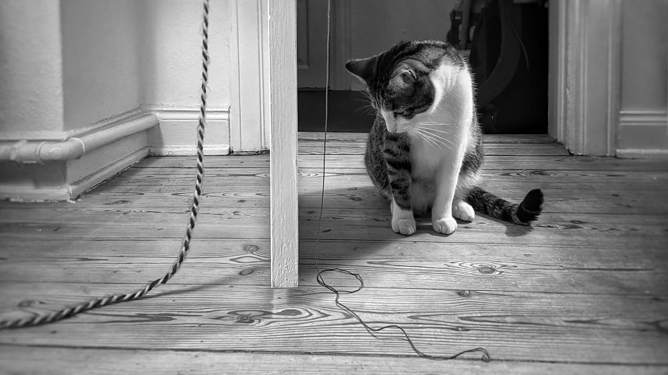 A cat sitting and looking at a hanging piece of string