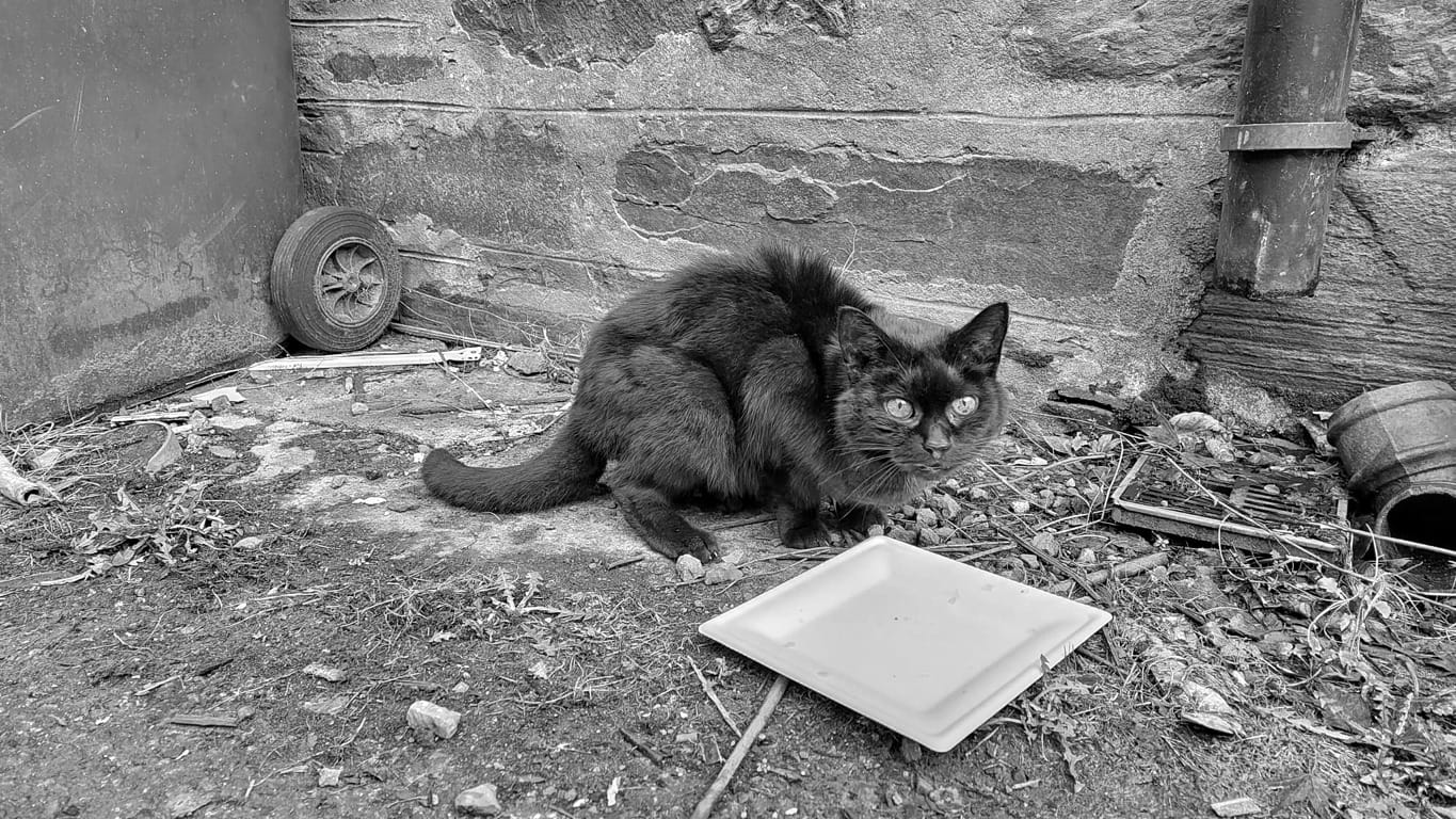 An old black cat staring at the camera, having been rudely interrupted while having a drink