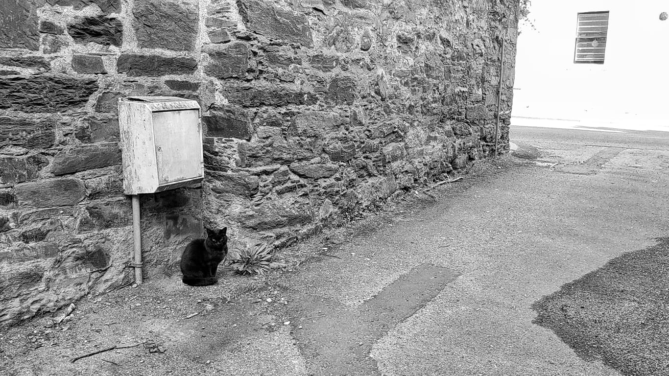 A black cat sitting next to a wall staring at the camera