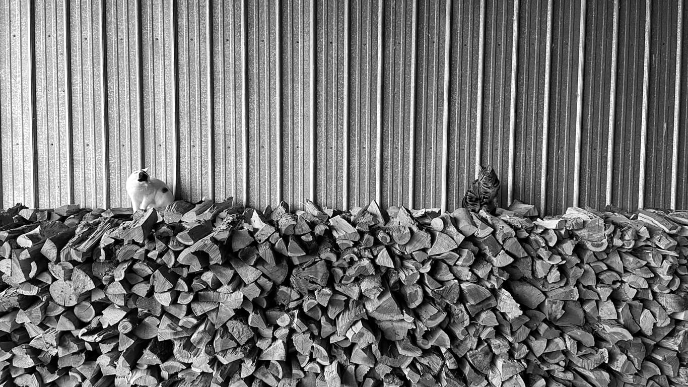 Two cats sitting on a woodpile against a metal barn wall and looking at each other