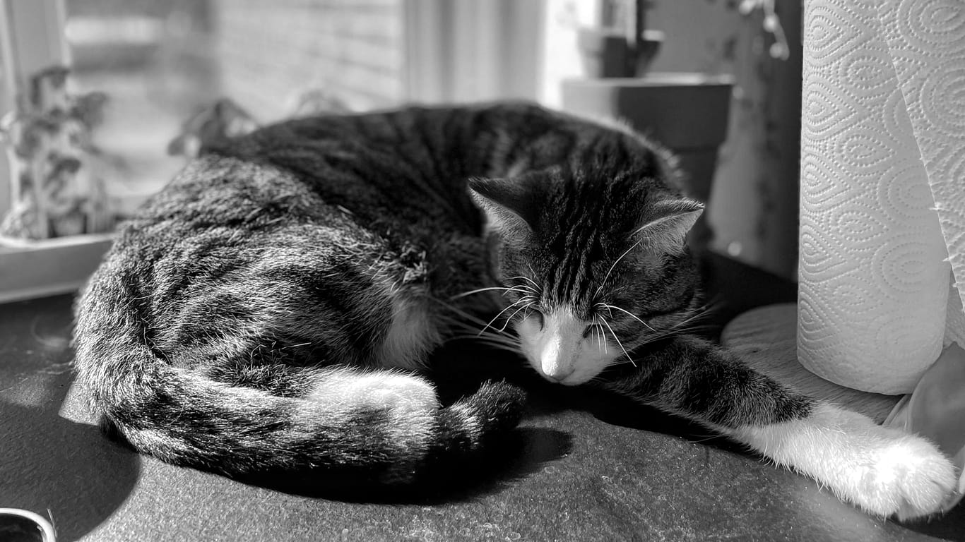 A cat curled up on a windowsill with one paw sticking out