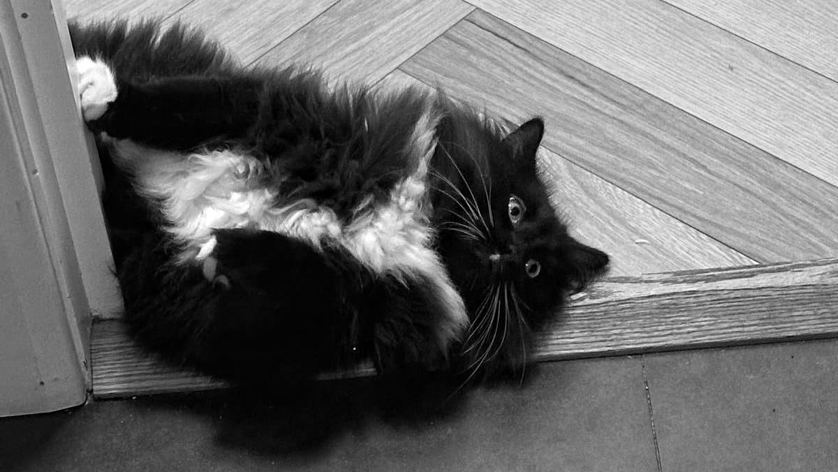 An extremely fluffy black and white cat lies on his back looking up at the camera.