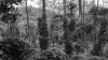 An agroforestry coffee farm with coffee plants surrounded by shade trees