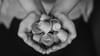 Close up of two hands cupping a small pile of coffee pods