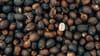 Coffee, Sustainability, and Shifting Perceptions