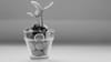 'Capitalism on Steroids': Private Equity and the Future of Specialty Coffee