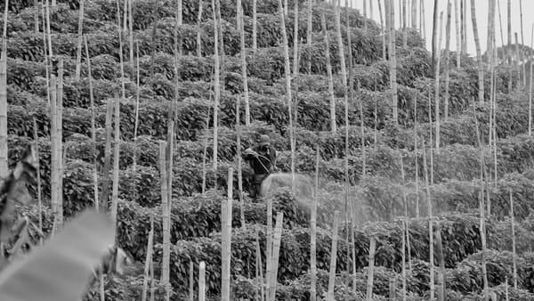 Long shot of a worker spraying chemicals on a hillside of coffee trees